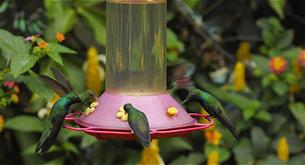 El jardín  de los colibríes 