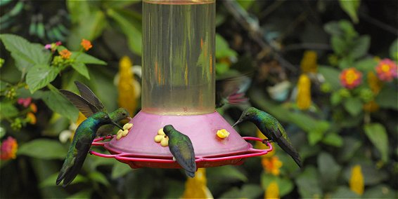 El jardín  de los colibríes 