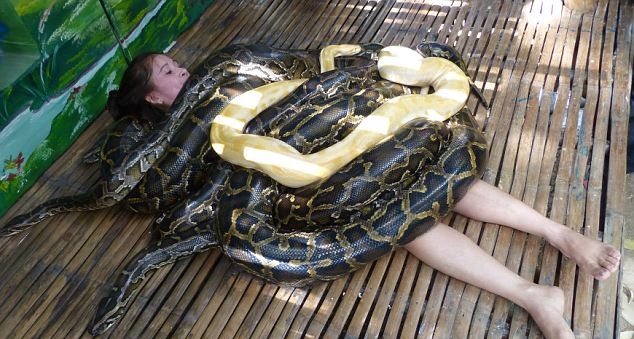 Un zoo en Filipinas ofrece un masaje con...Pitonas